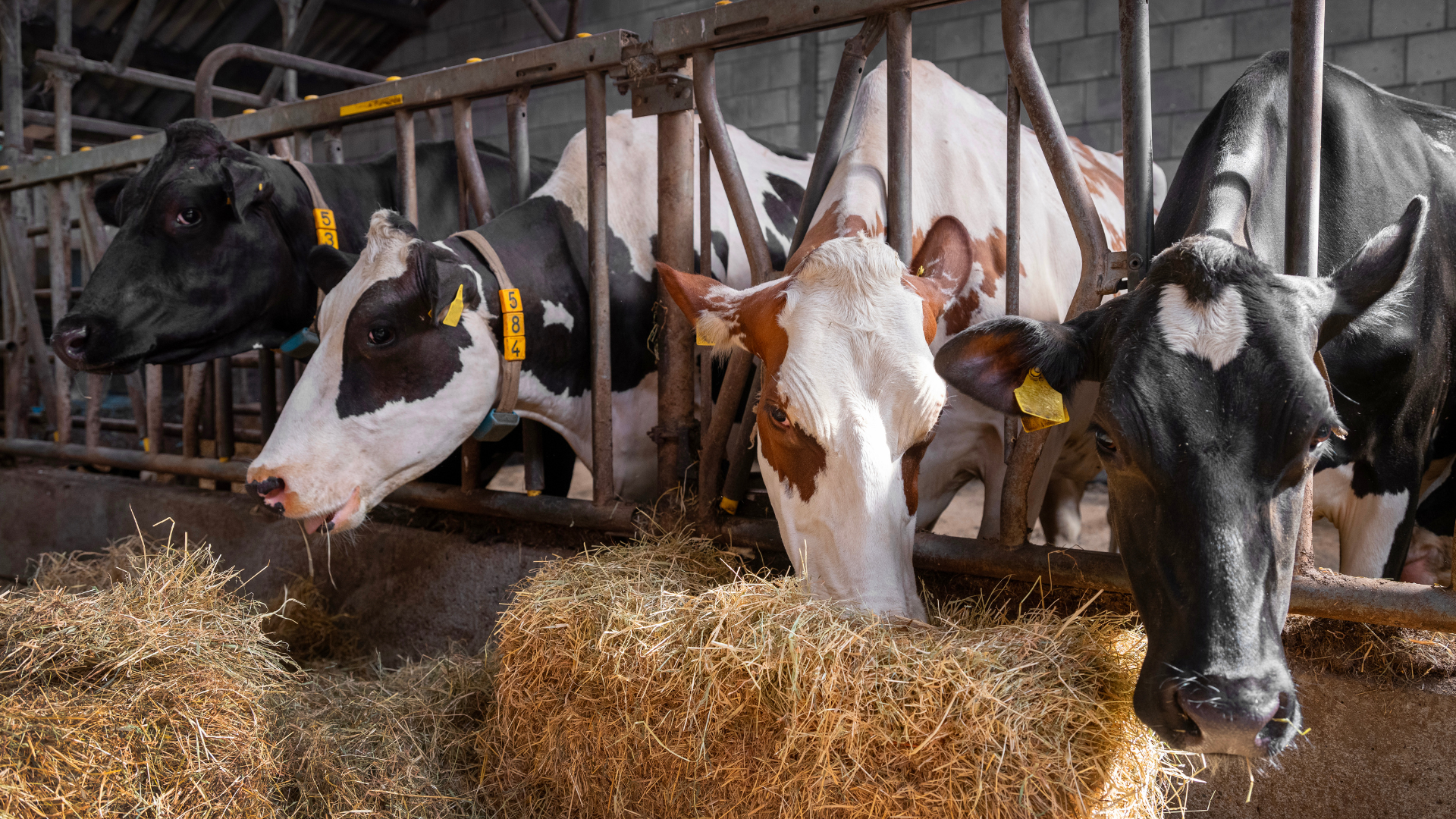 BTS productions animales en auvergne - formation agricole clermont ferrand